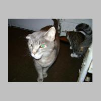 cats - 009.jpg